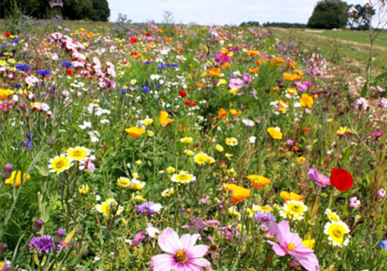Wildflower Turf Suppliers in Lincolnshire